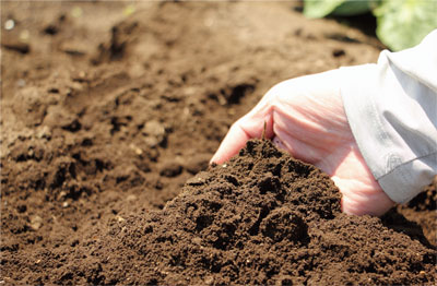 Healthy soil free of agrochemicals and chemical fertilizers.