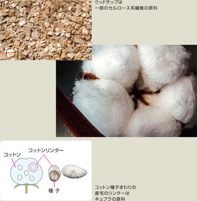 ウッドチップは一部のセルロース系繊維の原料・コットン種子まわりの産毛のリンターはキュプラの原料