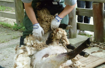 Sheep shearing