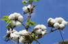 Organic materials,biodegradable natural fibers