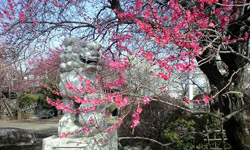 写真＿梅が満開。今年は桜も早そうです。
