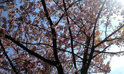 写真＿河津桜ももう終わりです。