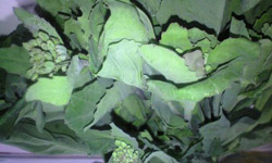 写真＿東京多摩地域の地野菜 のらぼうです