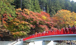 photo_今年は香嵐渓の紅葉ですよ。色付きが今いち…_01