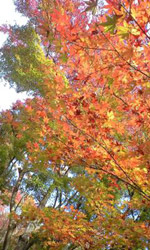 photo_今年は香嵐渓の紅葉ですよ。色付きが今いち…_02